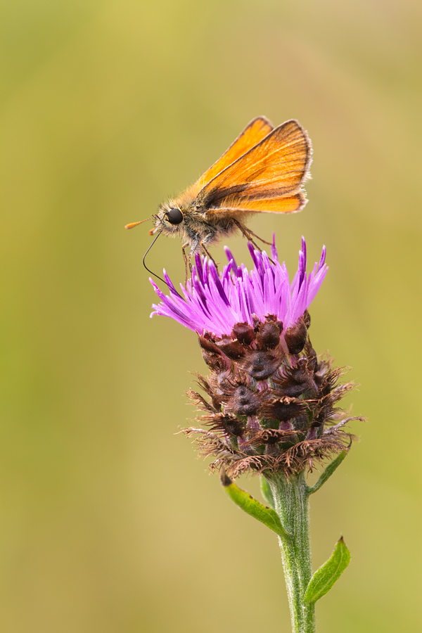 Small Skipper 6